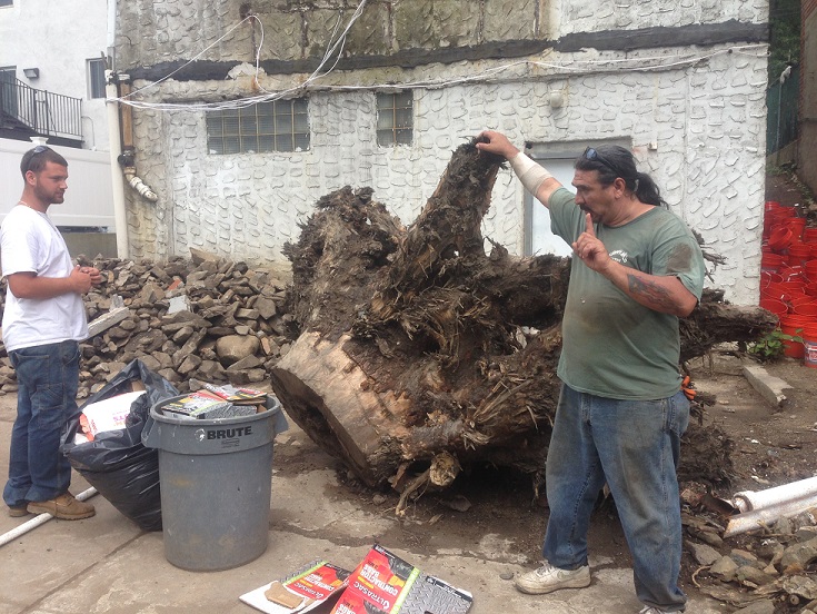 Orlando stump removal FL bronx,