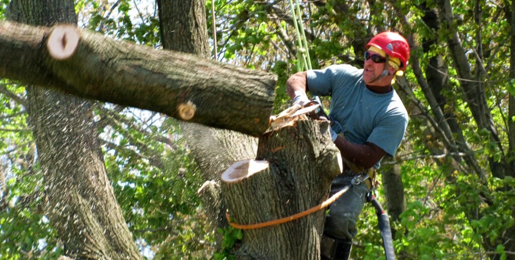 Backyard Tree Cutting