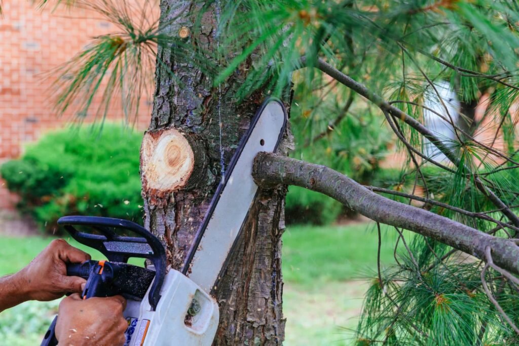 Removing Dead Branches