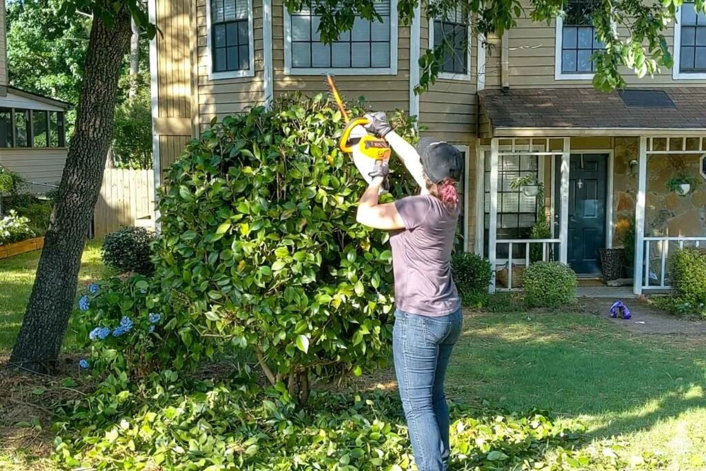 Regular Tree Maintenance for Residential and Commercial Properties