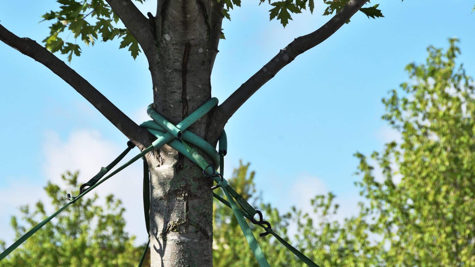 Tree Cabling and Bracing