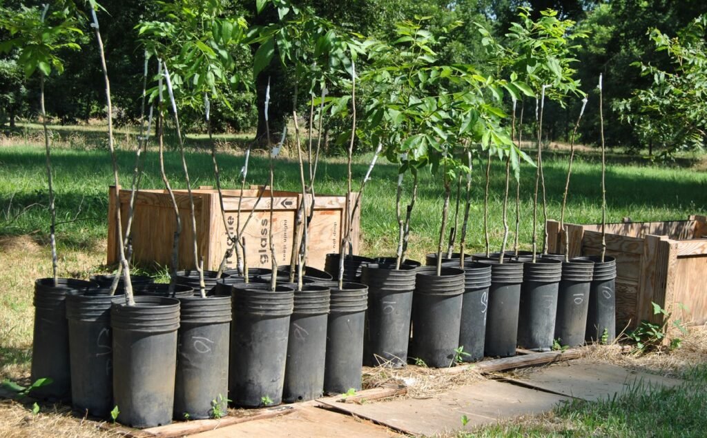 Protect Trees During Construction