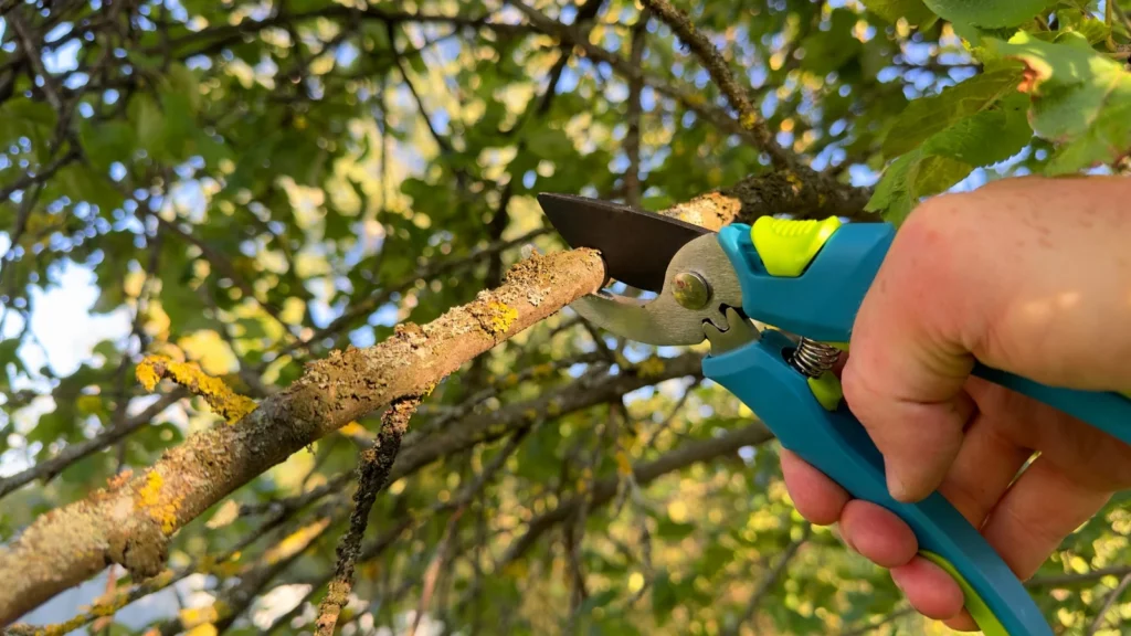 Professional Tree Pruning