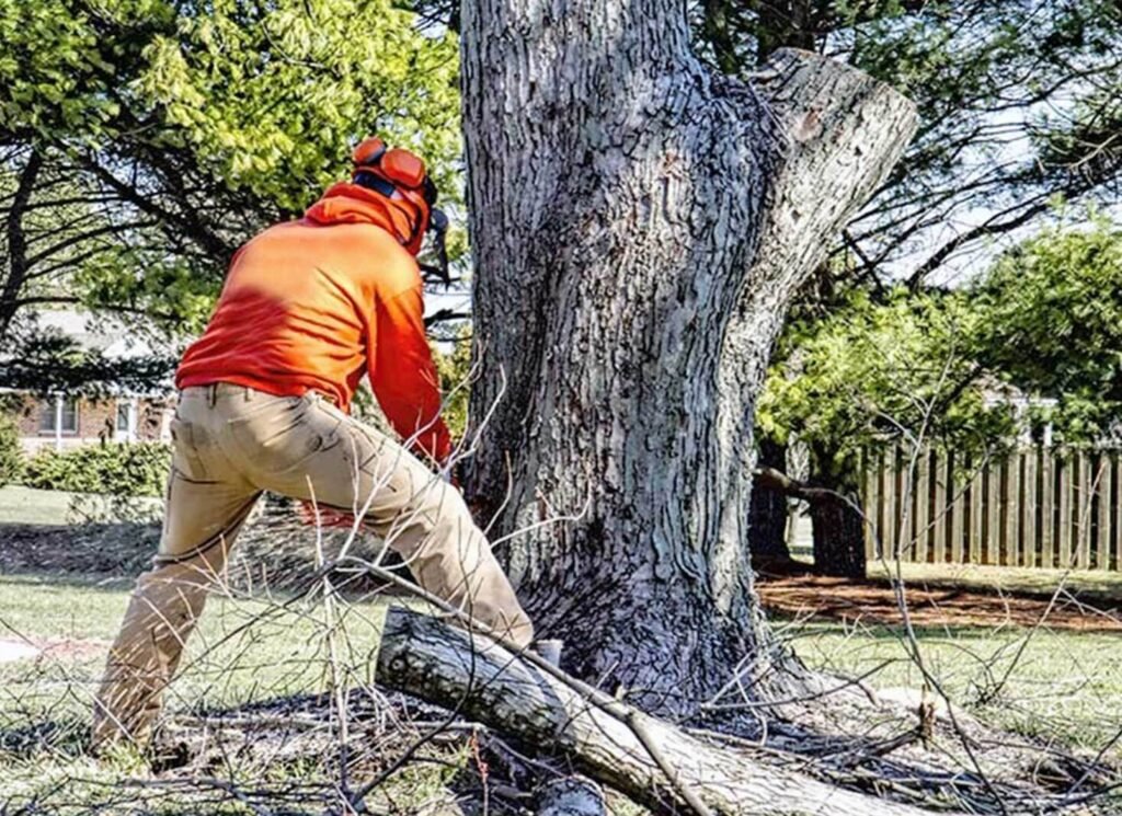 Backyard Tree Cutting