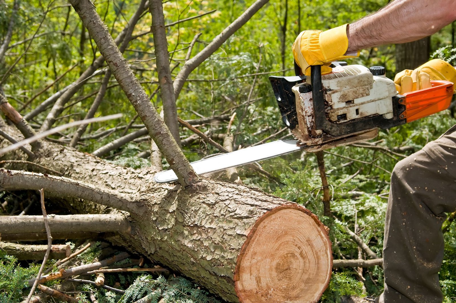 Removing Dead Branches