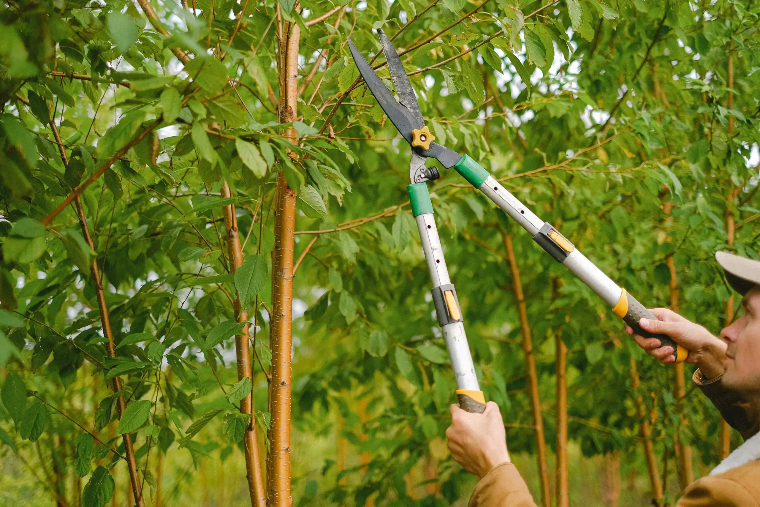 Regular Tree Maintenance for Residential and Commercial Properties