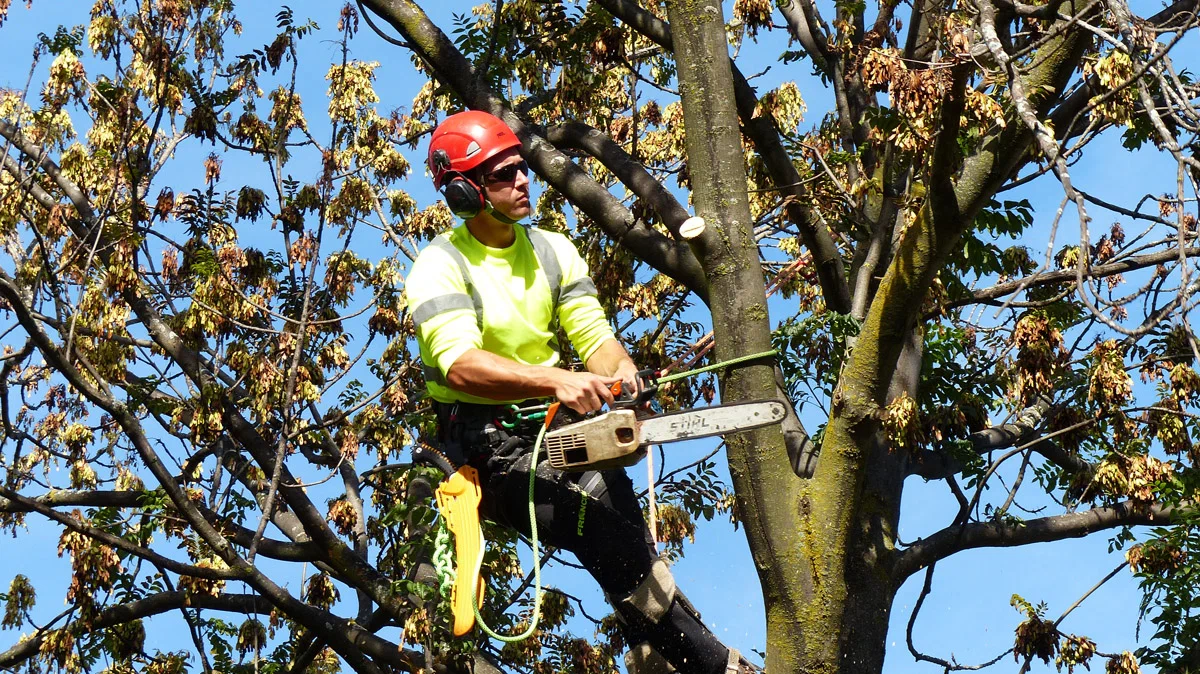 Professional Tree Removal
