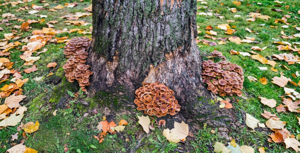 Tree Is Dangerous Before It Falls