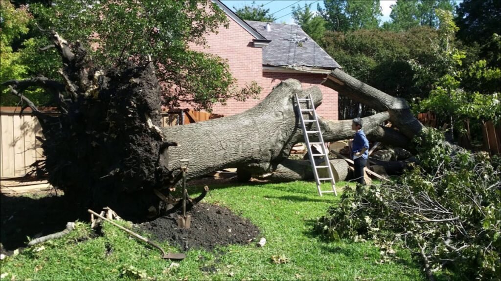 Removing Overgrown Trees