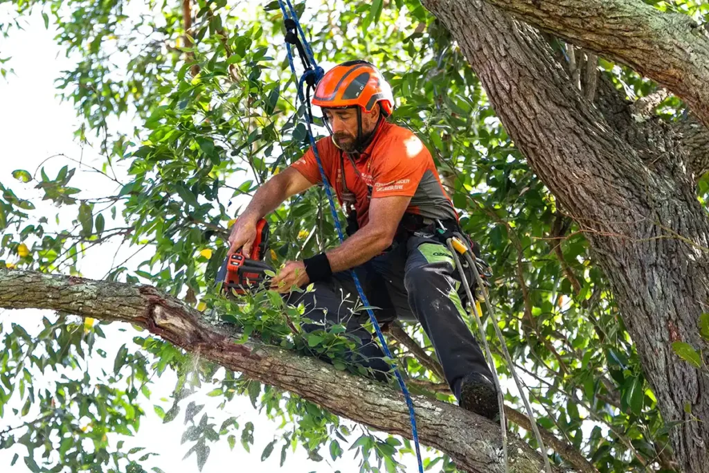 Professional Tree Removal