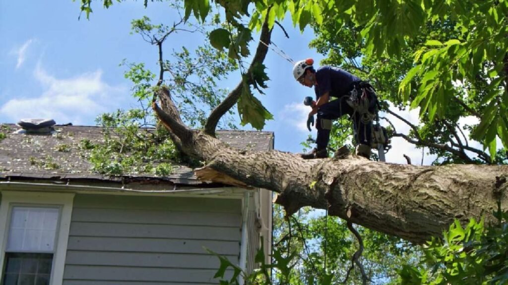 Tree Removal