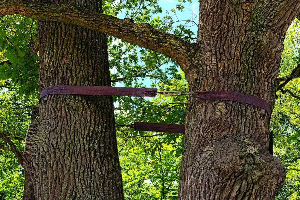Tree Cabling and Bracing